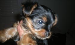 Small 8 week old female Yorkie pup. The only one in litter.Mom weighs approx.7 lbs. Dad is approx. 5lbs .Parents on premises. CKC registered. Tail has been docked and dew claw has been removed.
