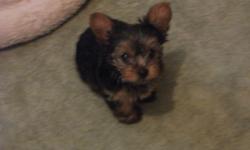 Female yorkie puppy 8 weeks old. Tail docked dew claws removed. 1st shot included.
