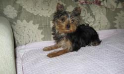 She is a very pretty and sweet Yorkie puppy. She was born 12-5-10 and is up to date on shots and wormed. Her mom weighs 6 pounds and dad weighs 4.5 pounds. She is ready for her new home and will make a great addition! $600 pet only. Must see! If
