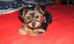YORKSHIRE TERRIER PUPPY - AKC REGISTERED.
TAIL DOCKED AND DEWCLAWS REMOVED.
FEMALE - BORN 8-26-10 - BOTH PARENTS ON SITE.
336-859-3862 - IF NO ANSWER PLEASE LEAVE A MESSAGE!