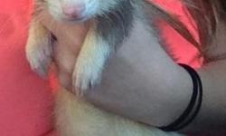 Male ferret. Very playful.