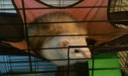 female ferret for sale to good home, has her shots and is fixed, comes with own cage