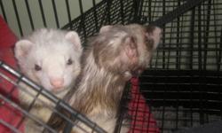 two - 3 yr old male ferrets need rehoming asap
4 level ferret nation cage included
hammocks
toys
litter boxes
300$ obo
need to rehome together