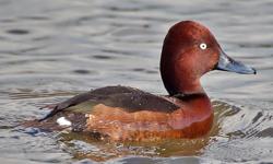 Hi, I have One Pair of Ferruginous White Eyed duck and One hen for sale. Picture is taken from google for your reference.