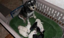 NEW LITTER OF 9 SCHNOODLES ARE HERE! CHRISTMAS PUPPIES! TAKING DEPOSITS NOW! ONLY 6 PUPPIES STILL AVAILABLE!
Home raised and spoiled. Non-shedding and hypoallergenic.
Both parents are AKC registered and on site. Should be between 12-18lbs. grown. We have