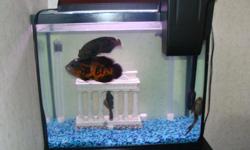 2 fish oscars
2 bottom feeders
Stand and tank,pump,filter,lamp light,rocks and castle