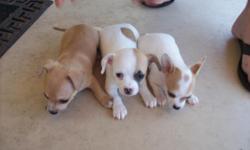 Two five week old chihuahua puppies. They are white females with brown spots. They are ready for wet dog food for the next two weeks then dry food. Please have a small crate available, they are newly walking and running and are very curious. They require