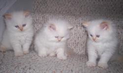 I HAVE FLAME POINT KITTENS THERE LITTLE FUR BALLS SO BEAUTIFULL , THICK LONG COATS,TRAINED, 1ST SHOTS, SUPER LOVING RAISED UNDER FOOT WITH SO MUCH ATTENTION , CALL 706 237 5129...706 973 7237 $375.00 and $400.00