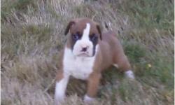 Outstanding and above the rim stocky ultra flashy male AKC and KC Boxer puppy&nbsp; Also brindle g and fawn m 795.00
Family raised and loved.Shots, worming and starter packet&nbsp; with health record
Ready at 8 weeks
They are AWESOME and loaded with
