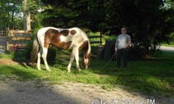 9yo, 15.2 Stocky , tri-color Tobiano Paint gelding.&nbsp; SUPER quiet and VERY lazy! Great personality and gets along with others.&nbsp; Easy keeper too! Excellent on trails will go over or through anything.&nbsp; Hauls, bathes, ties, up to date on shots,