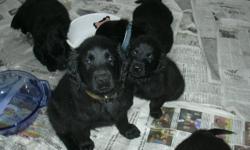Puppies available 02/21/2011. AKC registerable, Vet Checked, Wormed, First Shots, Micro Chipped. 60 days FREE pet insurance upon AKC registration. Call for more information.
