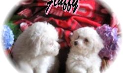 Say Hello to Miss Fluffy! She is a little Bichon Frise Female. An she fits her name, she is Fluffy, a beautiful little puppy with a black nose and dark round eyes, and White hair consists of a curly and coarse outercoat and a silky and dense undercoat,