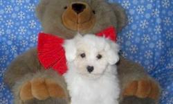 Adorable little Teddy Bear Malti-Poo Puppies ready for their forever families! These little puppies are so sweet and cuddly! They have beautiful thick & very soft fur. Malti-Poos are excellent pets for all ages of people. Very loving and intelligent. The