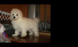 325-691-1533 These soft hypoallergenic fluff balls are Maltese and Miniature Poodle hybrids. They are up to date on their vaccines and worming and come with a health warranty. They are 10 weeks old and will grow to be about 12-15 lbs.