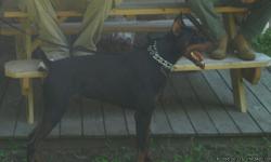 Niko, is a beautiful 2 year old black and tan doberman pincher, full blooded. He has no papers.
His tail has been docked and ears cropped. He is current with all shots; rabies is due this year. Potty trained to.
He is an excellent watch dog and can be a