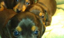 CKC Mini Dachshund Puppies for sale. 4 males available. Each are chocolate & tan (dapple), CKC registered (with papers) and first round of shots administered. Born 5/27/11; available 7/8/11. Dad (Oliver) is Chocolate & Tan and Mom (Abby) is a double