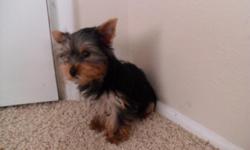 Tinkerbell is a full blood Yorkshire Terrier.She is 5 and a half months.She is a blue and gold yorkie.she is up to date with vaccinations and shots. she is playfull and loveable and great with kid's.She is an inside puppy and needs to be let out when it