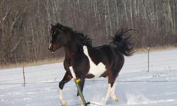Tripple registered Pintabian stallion. Majestic Fortune is a 4 year old stallion, he is registered with the Pintabian, Arabian and Pinto Registeries. Fortune is one of the nicest stallions you would of ever handled. He is gentle and has been handled by