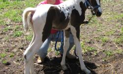 Black and white homozygous filly. Rare Jewel is a 10 month old filly who is a dream to handle. She is registered with the Pintabian and Pinto registeries, papers pending. Her sire is Imperious Light and her dam is BG Athena. If your looking for a mare to