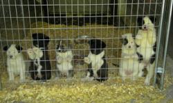 2 VERY ADORABLE PURE BREED AKITA PUPPIES FOR SALE . PARENTS ARE ON PREMISES.
FEMALES WITH BLACK AND WHITE MARKINGS. VERY NICE DISPOSITIONS . VET CHECKED, WITH HEALTH CERTICIATES, FIRST SHOTS AND WORMED. PLEASE CALL 860-377-9565 ASK FOR DON FOR AN