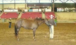 5 Year Old Quarter Horse Mare Halter Qualtity. Shown many times by a 15 year Old Youth in Halter, Showmanship, Horsemanship, Western Pleasure, Trail, Timed Trail, Trail in Hand, Hunter Under Saddle. excellent Temperment, Shown at 4-H, Open, Local and TQHA