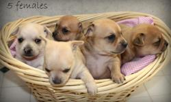Adorable Chihuahua puppies 4 weeks old. 5 females and 1 male. Male is the runt asking $200.00 for him. Ready to go at 6 weeks with shots and de-wormed. CKC Registered. Both parents on site.