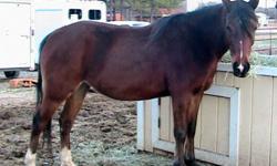 I have a beautiful dark bay Arabian mare for sale or trade for a gentle trail ridding horse, mare preffered.