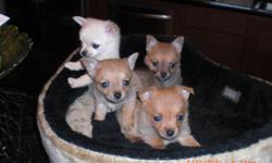 For sale, four female Pomchi puppies 7-weeks old, three tan and one white(400)