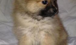 For Sale Pomeranian Puppies: LAST ONE male ( Light tan or reddish, w/black muzzle) DOB: Oct. 15th, 2012 $375.00 (male) All UTD on shots, READY TO GO TO A NEW HOME ON 12/7/12 (Currently 7 wks old on 12-3-12) All are very friendly, sweet, cuddly, love to