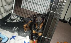 female doberman pincher puppy for sale she is 5 1/2 months old shes up to date with shots her tail is doct shes all black she is a beauty very good with kids and potty trained and knows some basic commands and very lovable we are moving so we must sell