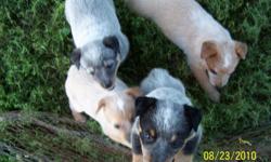 Adorable, home raised, 1st shots, vet checked RED or Blue Heeler puppies