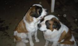 I've got 5 female saint bernards for $150.00 each and 2 male Saint Bernards for $250.00 each. any questions just call me (junior) at (626)502-4179 or you can reach Genaro at (323) 972-1502. best companion in the world. great guard dog to protect the home