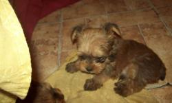 For sale 7 week old male Shorkie Comes with shots dewormed and well socialized Shorkie is one of the most popular of the designer dogs. They are very healthy very friendy make great pets.Get about 4 lbs grown
