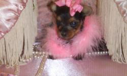 Cute CKC Doll Face Yorkshire Terrier Puppy Tiny Teacup Female Will come with papers and up to Date on shots Tail is Dock Mother is 4 pounds Daddy is 5 pounds She was Born April 9, 2011. She is already Giving Kisses and loves to be held. She is so Tiny and