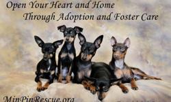 Ever wonder what you can do to help save the lives of animals? Become a foster home! IMPS Min Pin Rescue needs qualified foster homes to help save the lives of Min Pins who have been discarded by their families.
Foster homes need to:
1. Be responsible pet