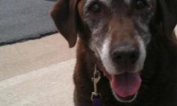 Very old brown lab found in Superior on 8.25.11. Please call 303.564.9108. She is really missing her people.