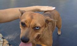 We found this Brown medium size female dog near McCalisters in Midland on Wadley & Midland Dr. on 8-8-12