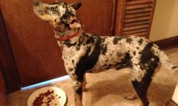 Female 35-40 lbs brindle with black spots.