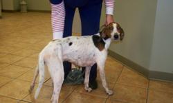 A hound was found last Sunday night 9/4/11 in Glen Burnie. This dog is a two year old female who is intact and looks like she may have had pups. She is very sweet and loving. Doesn't mind cats. She is looking for a forever home. She is being boarded right