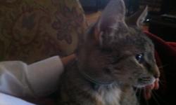 Found a kitten with flea collar in utica ny