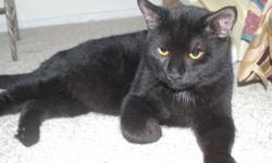 Found 1 1/2 year old male black cat, yellow-orange eyes, neutered, VERY,VERY Friendly and Afectionate. Area Bedford Hills, New York. Given necessary shots. Free for adoption as can't keep. --