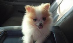 There was a previous ad about a Pomeranian puppy who was stolen on November 4, 2012.&nbsp; The dog has been returned to me, and I would like to thank the 2 young ladies who called and brought him back to me.