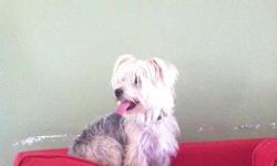 I found a small female yorky maybe. 12/6/2012 She is a sweetheart, has a collar but no tags
Tammy
--