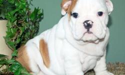 Four One of a kind English Bulldog Puppies
&nbsp;They are truely one of a kind and you will not find a healthier, happier and more acclimated
puppy than these playful little angels.I wish I were able to give them to the best homes, because
they would all
