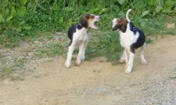 Coyote Hunting Fox Hound Puppies for sale. Parents are excellent start and hunt dogs. These puppies are beautifully marked, eager to get started, super energetic and ready to go. They have had their first shots and been wormed. 2 Litters to choose from if