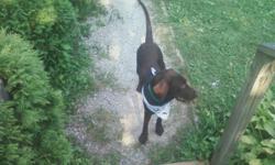This chocolate lab is a wonderful dog. He is AKC papers. He is 10months old. He is not fixed. He loves children and loves to play. He is house broken. He gets along with all animals. dogs, cats, livestock. He loves the outdoors and will retreve in water.