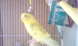 A light blue and a green parakeet along with cage for free. Birds are a year and half old.