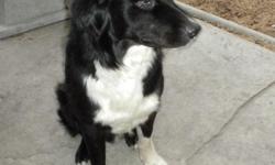 FREE 2 year old border collie/ Aussie mix male, black & white, very sweet. NOT an indoor dog/ marks furniture. Very friendly yet an excellent watch dog. Hurt back leg when a very young pup. Gets around well but can't hold out on fast long trips to the