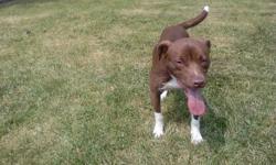 Very loving, house broken 4 month old Chocolate Lab/Pit Bull Mix. She's great with people, kids and other animals. She needs a fenced yard and a family that has more time to spend with her. She is cage trained and house broken. We live near a very busy