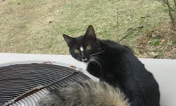 Juju ninja is a 5 to 6 month old male american shorthair he is very loving and cuddly once he gets to know you I've had him ever since he was a little baby and really don't want to get rid of him but I recently got discharged from the army and haven't